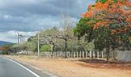 Aracoiaba - Flamboians floridos na avenida em Aracoiaba-CE-Foto:andre pimentel