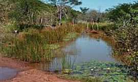 Canafistula - Lagoa-Foto:Krewinkel-Terto de A