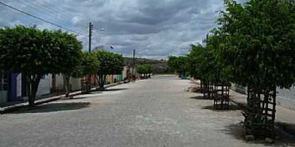 Olho Dgua das Flores-AL-Rua arborizada-Foto:Nilson Barbosa