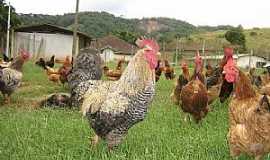Carquejo - Carquejo-CE-Criação de galinha caipira-Foto:Facebook