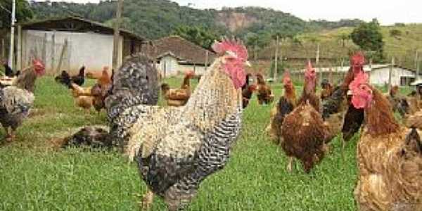 Carquejo-CE-Criao de galinha caipira-Foto:Facebook