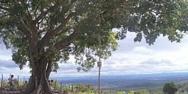 Gameleira de So Sebastio-CE-Gameleira; rvora frondosa que batiza o povoado-Foto:cariricangaco.