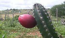 Iapi - Mandacaru com seu fruto-Foto:Franco Martins