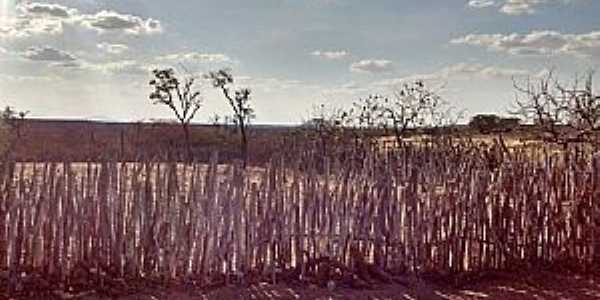 Ipueiras dos Gomes-CE-Crca de bambu-Foto:Johnson Vargas