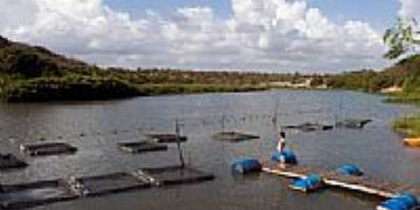 Criatrio de Tilpias em Siup-CE-Foto:dario castro alves