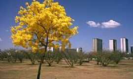 Braslia - Ip amarelo e a Esplanada dos Ministrios em Brasilia-DF-Foto:Natal Jordo