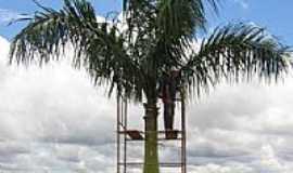 Ceilndia - Detetizador de Palmeira-Foto:Guaraci de Sousa Vie ... 