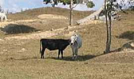 Pinheiros - Fazenda-Foto:Evando Costa 