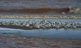 Regncia - Aves na foz do rio Doce, Regncia ES - por Alan Cepile 