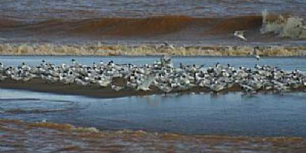 Aves na foz do rio Doce, Regncia ES - por Alan Cepile 