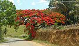 Vila Valrio - Flamboyant florido na estrada de Vila Valrio-ES-Foto:Sergio Falcetti