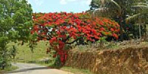 Flamboyant florido na estrada de Vila Valrio-ES-Foto:Sergio Falcetti