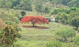 Abadinia - Lindo Flamboyant na rea rural em Abadinia-GO-Foto:Netimmm