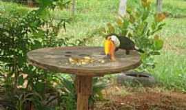 Aragoinia - Aragoinia-GO-Tucano se alimentando-Foto:M e l l o