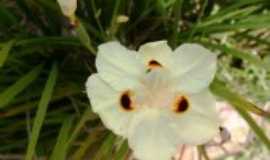 Cavalcante - Flores nativa da Trilha - Vale das Araras, Por Andra Cristina Alves de Andrade