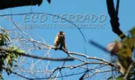 Cidade Ocidental - FAUNA DO CIDADE OCIDENTAL, Por EDINHO ROCHA (FOTOGRAFO AMBIENTALISTA DO GRUPO ECO CERRADO MORRADO DE CIDADE OCIDENTAL 