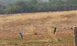 Gameleira de Gois - Paisagem-Foto:Brasil Fleury Pinho 