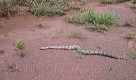 Gameleira de Gois - Cobra no caminho-Foto:Brasil Fleury Pinho 