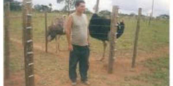 Criatorio de Avestruz em Interlandia , Por vilson de Oliveira Morais - filho de Dona Maria 