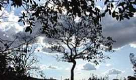 Ipameri - rvores Nativas do Cerrado-Foto:bethcosta 