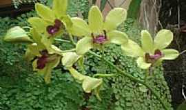 Pontalina - Orquidea em Pontalina por juniorpnn