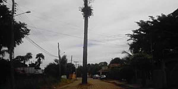 Santa Rita do Araguaia-GO-Coqueiro no meio da passagem-Foto:Guilherme N. Ferraresi