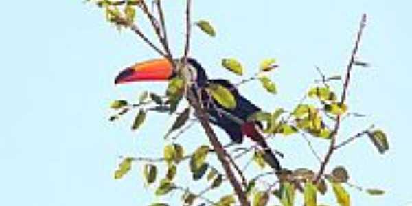 Tucano em Santo Antnio de Gois-Foto:augusto_mario