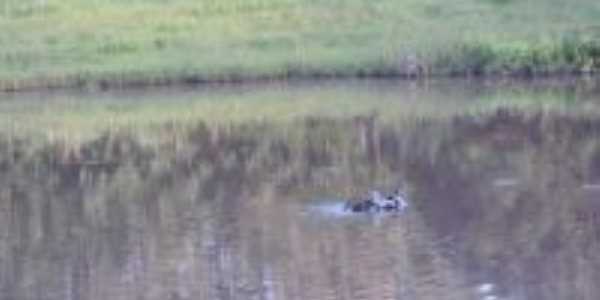 patinhos nadando no lago em taquaral, Por sirley