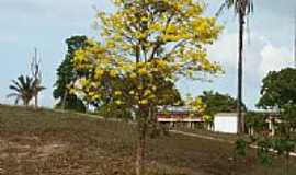 Aldeias Altas - Ip amarelo na rea rural em Aldeias Altas-MA-Foto:Isaias Cunha