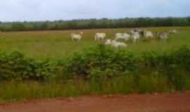 Godofredo Viana - fazenda de gado, Por M. Reis