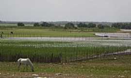 Penalva - Penalva-MA-Cultivo de arroz e pastagem-Foto:Loys