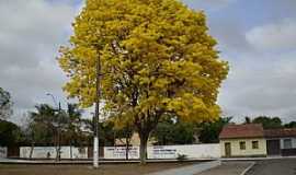 Pindar Mirim - Pindar-Mirim-MA-Yp amarelo no centro-Foto:MOLECULABRASIL