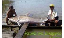 Pauini - Pauini - Amazonas Foto Pauini em Imagens