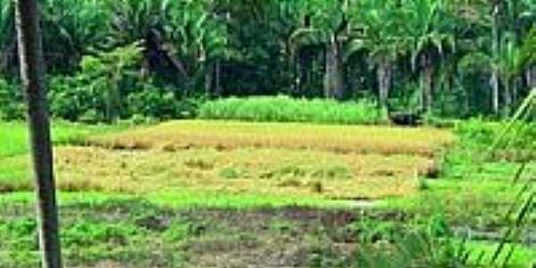 Roa de Arroz na colheita em Sucupira do Riacho-Foto:Agamenon Pedrosa