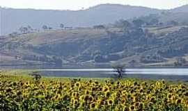 Alfenas - Plantao de Girassol em Alfenas-Foto:Luciano Duarte e Ela