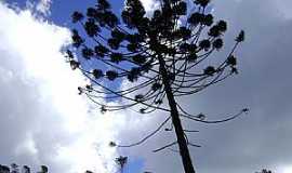 Alto Capara - Alto Capara-MG-Araucria Angustifolia-trilha do Terreiro-FotoMohammadAlberth