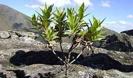 Alto Capara - Alto Capara-MG-Bonsai no Pico da Bandeira-Foto:MohammadAlberth