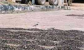 Alto Jequitib - Fazenda-Foto:Gilson de Souza 