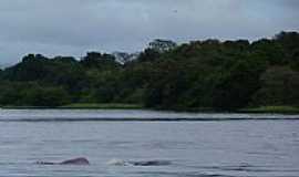 Tef - Botos cor de rosa nadam no rio na Reserva do Mamirau em Tef-AM-Foto:Rodrigo