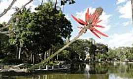 Belo Horizonte - Belo Horizonte-MG-Uma flor junto ao Lago do Parque Municipal-Foto:Paulo Yuji Takarada