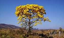 Bom Sucesso - Ip amarelo na beira da estrada-Foto:Andr Lus Vieira