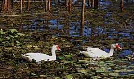 Caarema - Caarema-MG-Patos na Lagoa Bom Sucesso-Foto:aquiondeeumoro.