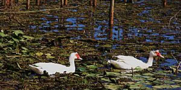 Caarema-MG-Patos na Lagoa Bom Sucesso-Foto:aquiondeeumoro.