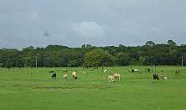 Aporema - Aporema-AP-Campo de pastagem na Fazenda Modelo-Foto:Alan Kardec