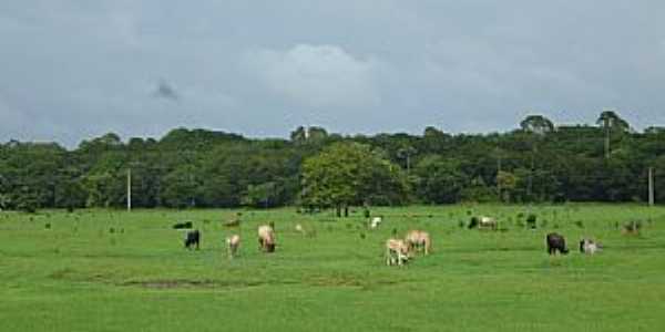 Aporema-AP-Campo de pastagem na Fazenda Modelo-Foto:Alan Kardec