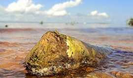 Fazendinha - Fazendinha-AP-Tronco de rvore na praia do Rio Amazonas-Foto:Marcondes Pereira