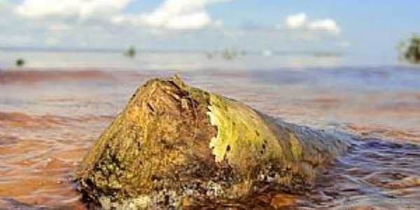 Fazendinha-AP-Tronco de rvore na praia do Rio Amazonas-Foto:Marcondes Pereira