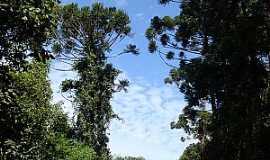 Crislia - Crislia-MG-Trilha na floresta-Foto:JoBaAm