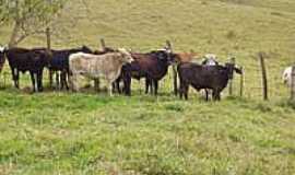 Desterro do Melo - Gado na pastagem-Foto:antoniodacostalima [Panoramio]