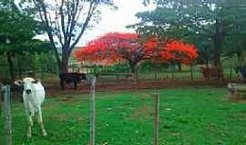 Dores do Indai - Dores do Indai-MG-Flamboyant na rea rural-Foto:Vinicius Silva Zica-Facebook